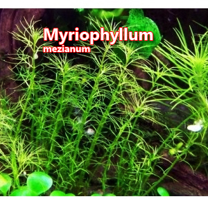 Myriophyllum mezianum